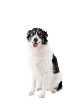 Black and white Australian Shepherd dog sitting isolated in white background  looking front view