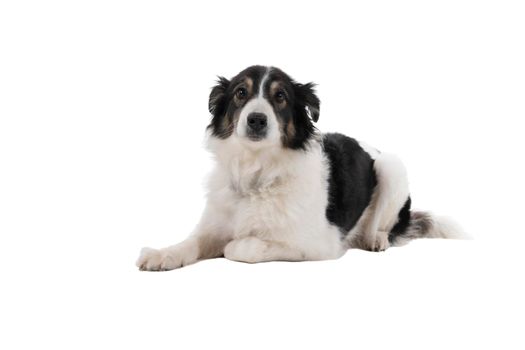 Black and white Australian Shepherd dog lying isolated in white background  looking at the camera