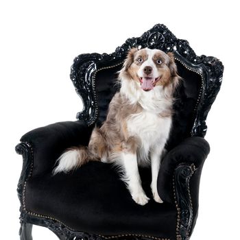 A Portrait of a brown and white Australian Shepherd dog sitting in a baroque armchair isolated in white background  looking at the camera