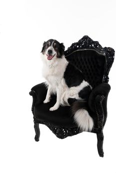 Black and white Australian Shepherd dog sitting in a baroque armchair isolated in white background  looking at camera