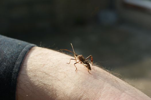 A Western conifer seed bug (Leptoglossus occidentalis Coreidae) a large and specific squashbug close-up sitting on an arm