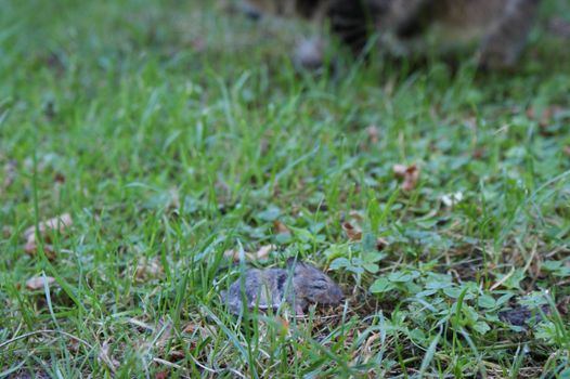 Little dead mouse lying in the grass after the cat killed him close-up