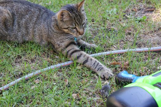 Grey tabby cat hunting and killing a little grey mouse in the grass seen from above