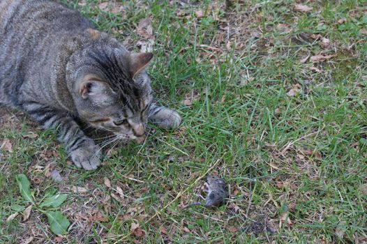 Grey tabby cat hunting and killing a little grey mouse in the grass seen from above