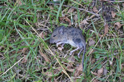 Little dead mouse lying in the grass after the cat killed him front view close-up top view