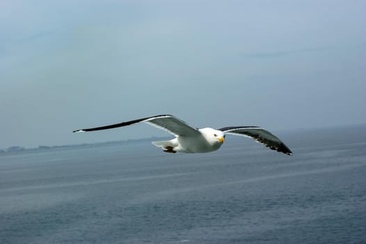 a Large seagull ( Larus argentatus ) flying in the sky above sea looking ath the camera sailing by with land in the distance