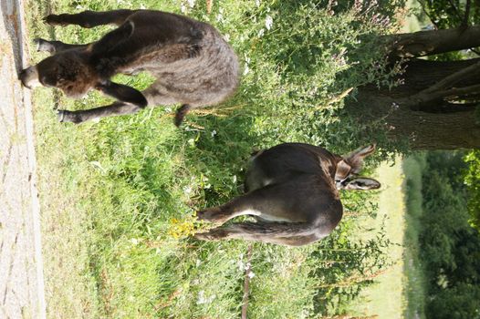 Two donkeys, mother and child, grazing under the trees in a bushy grassland in the sun paying no attention