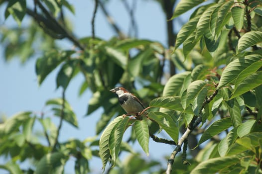 a Common sparrow ( passer domesticus ), male , close up in a tree sitting on a branch in the sunlight with a blue sky