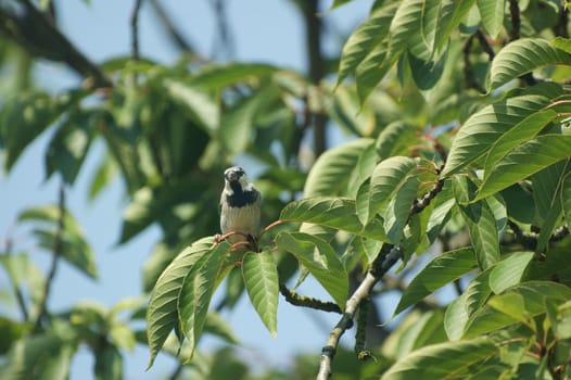 a Common sparrow ( passer domesticus ), male , close up in a tree sitting on a branch in the sunlight with a blue sky