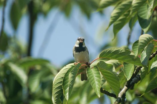 a Common sparrow ( passer domesticus ), male , close up in a tree sitting on a branch in the sunlight with a blue sky