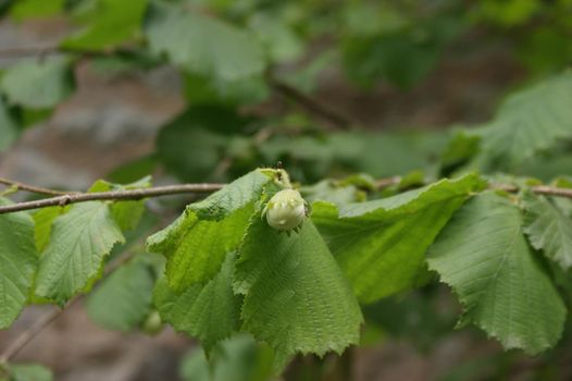 Wild unripe hazelnuts growing on a branch of a hazelnut bush tree with green leafs in the summer