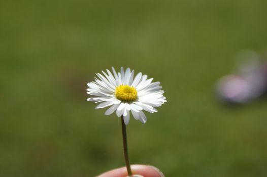 Small daisy held in a hand with a green grass bokeh background in summer