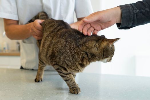 Tabby cat being examinated at his intestines and back by an unrecognizable veterinarian, his owner caressing him to calm