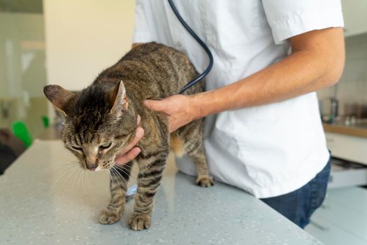 Tabby cat being examinated by an unrecognizable veterinarian with a stethoscope listening to her heart while holding her