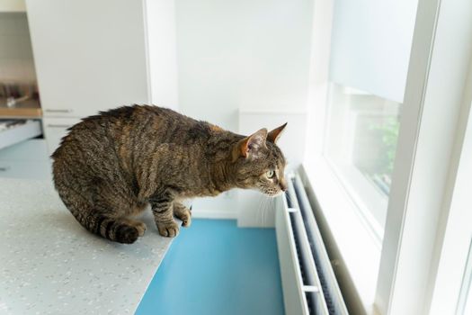 Tabby cat sitting at an examination table at a veterinarian clinic looking out the window trying to escape