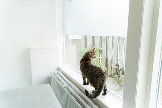 A Tabby cat sitting on a window ledge near an examination table at a veterinarian clinic looking out the window