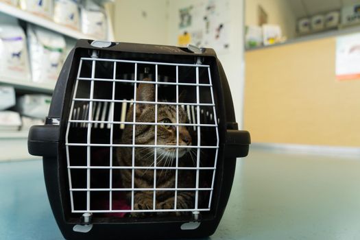 A Tabby cat sitting in a cage on the floor of a veterinary clinic waiting on his appointment with the veterinarian looking anxious