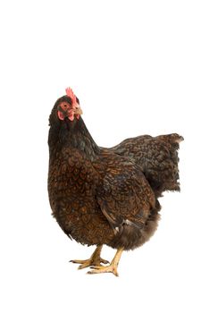 A Portrait of a Barnevelder hen chicken, golden laced with black standing full body  isolated on a white background