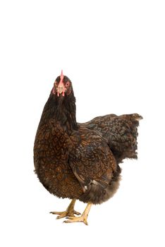 A Portrait of a Barnevelder hen chicken, golden laced with black standing full body  isolated on a white background