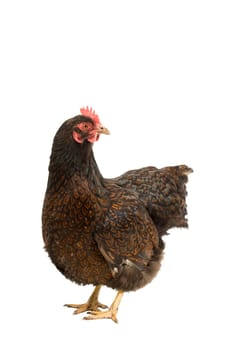 A Portrait of a Barnevelder hen chicken, golden laced with black standing full body  isolated on a white background