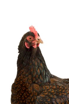 A Portrait of a Barnevelder hen chicken, golden laced with black close up from the head isolated on a white background