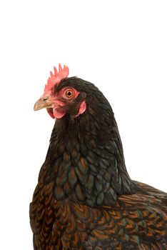 A Portrait of a Barnevelder hen chicken, golden laced with black close up from the head isolated on a white background