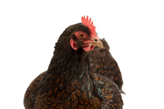 A Portrait of a Barnevelder hen chicken, golden laced with black close up from the head isolated on a white background