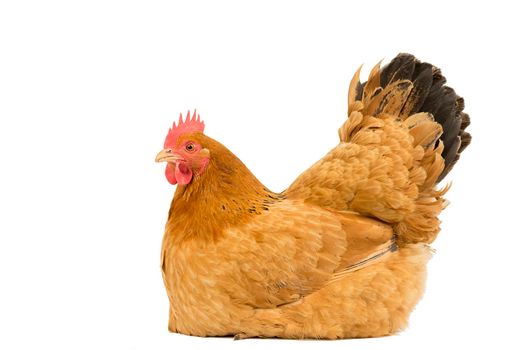 A Portrait of a New Hampshire Red hen chicken sitting down breeding full body isolated on a white background