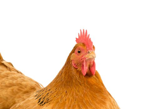 A Portrait of the head of a a New Hampshire Red hen chicken isolated on a white background