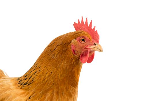 A Portrait of the head of a a New Hampshire Red hen chicken isolated on a white background