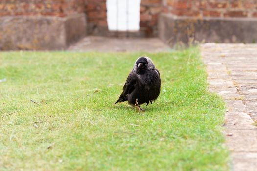 The Western Jackdaw. Front view of a western jackdaw, crow family bird sitting on a lawn with green grass