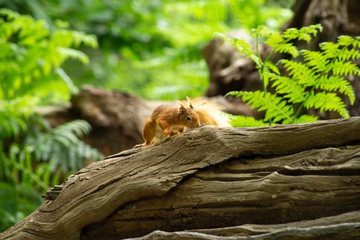 a Little red wild suirrel in a natural forest eating a nut in the sun sitting on a tree stump at Brownsea Island, England