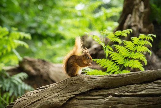 a Little red wild suirrel in a natural forest eating a nut in the sun sitting on a tree stump at Brownsea Island, England