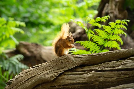 a Little red wild suirrel in a natural forest eating a nut in the sun sitting on a tree stump at Brownsea Island, England