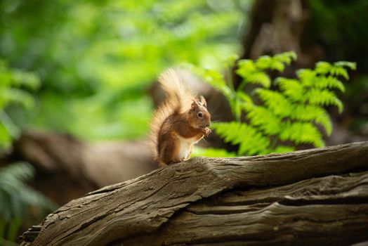 a Little red wild suirrel in a natural forest eating a nut in the sun sitting on a tree stump at Brownsea Island, England