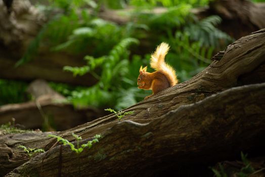 a Little red wild suirrel in a natural forest eating a nut in the sun sitting on a tree stump at Brownsea Island, England