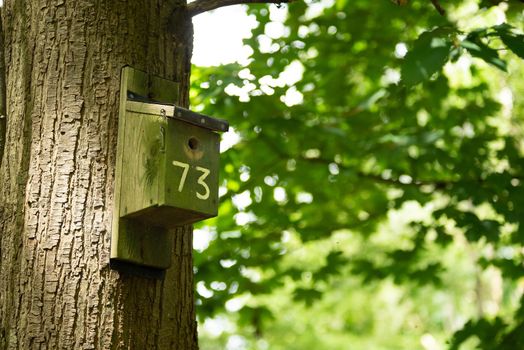 a Wooden handmade birdhouse on a beech tree in the forest in summer close up