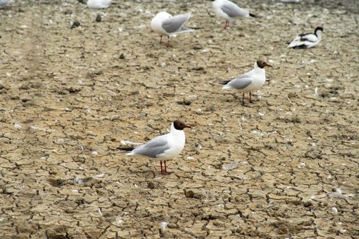 a Black-headed seagulls standing on dry wetlands with sand in a wetland flooding area