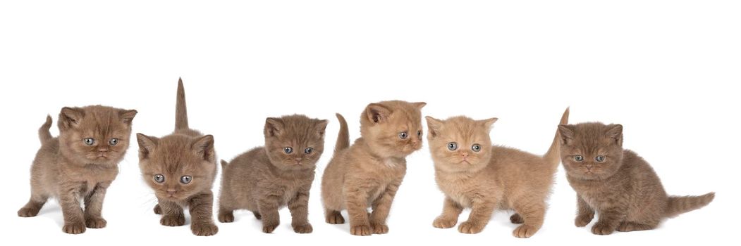 A Panorama of six little British Shorthair kittens in cinnamon and chocolate against white background