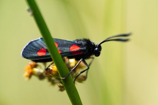 A macro close up of a six-spot burnet moth sitting on flowers of the common rush with soft green background