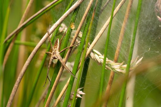 A nursery web spider sitting in her nest in the grass in the sunshine