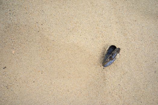 A Sea mussel shell on a sandy beach seen from above with copy space room for text. Marine theme.  Natural background. Top view. Mytilus edulis