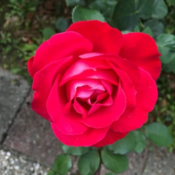 a Close-up of a red rose seen from above