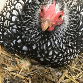a Mother Wyandotte hen with newly hatched chick sitting on a nest