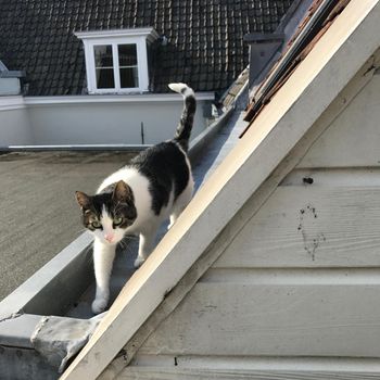 a black and white Domestic cat walking on the roof towards the camera