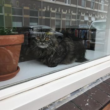 a Tabby cat sitting behind a window showing reflections of the street