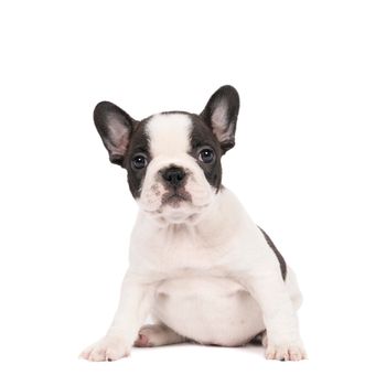 A Studio shot of an adorable French bulldog puppy sitting on isolated white background looking at the camera with copy space