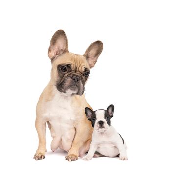 A Studio shot of two adorable French bulldogs, beige mother and black and white puppy sitting on isolated white background looking at the camera with copy space