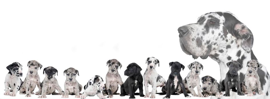 Panorama of a litter of puppies of the Great Dane Dog or German Dog, the largest dog breed in the world, Harlequin fur, white, blue, black with black, white spots, sitting isolated in white background