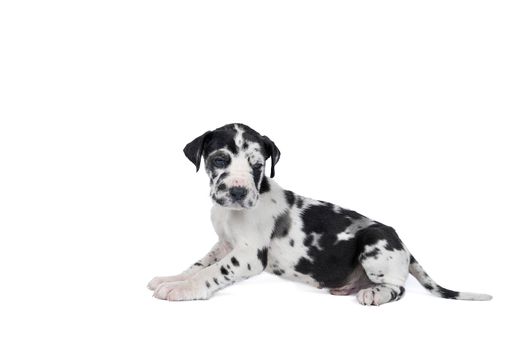 A puppy of the Great Dane Dog or German Dog, the largest dog breed in the world, Harlequin fur, white with black spots, sitting isolated in white